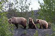 See the bears in Hyder Alaska.